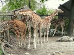 Copenhagen Zoo Giraffes